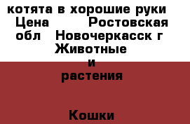 котята в хорошие руки › Цена ­ 10 - Ростовская обл., Новочеркасск г. Животные и растения » Кошки   . Ростовская обл.,Новочеркасск г.